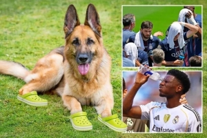 狗穿鞋太陽報：由于比賽地高溫，世俱杯的嗅探犬被配備保護鞋